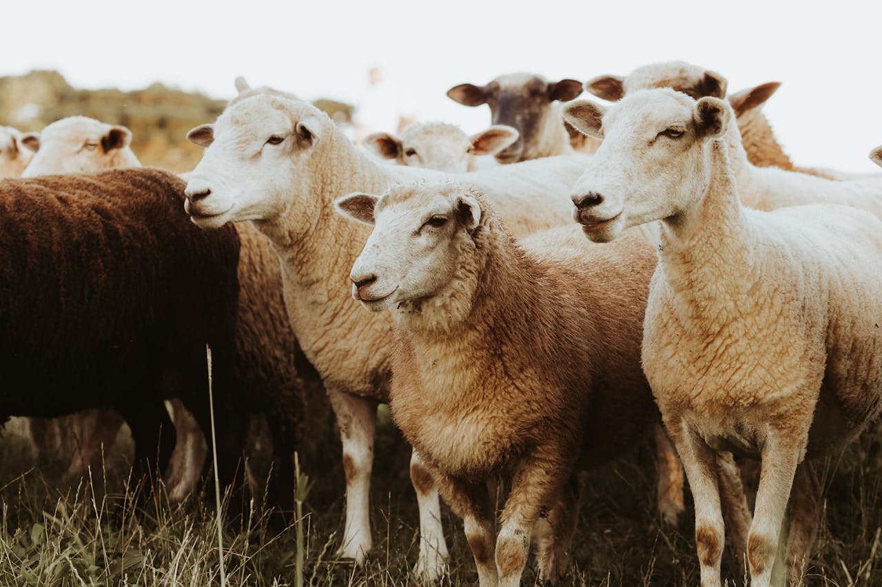 A group of sheep standing closely in a pasture, showcasing farm life.