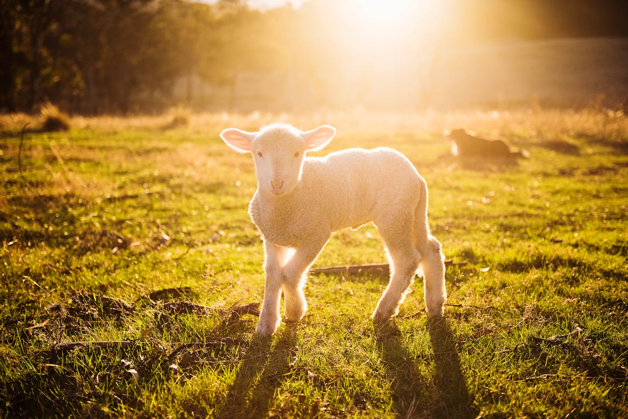 A cute lamb stands in a sunlit field, surrounded by grass and natural scenery.