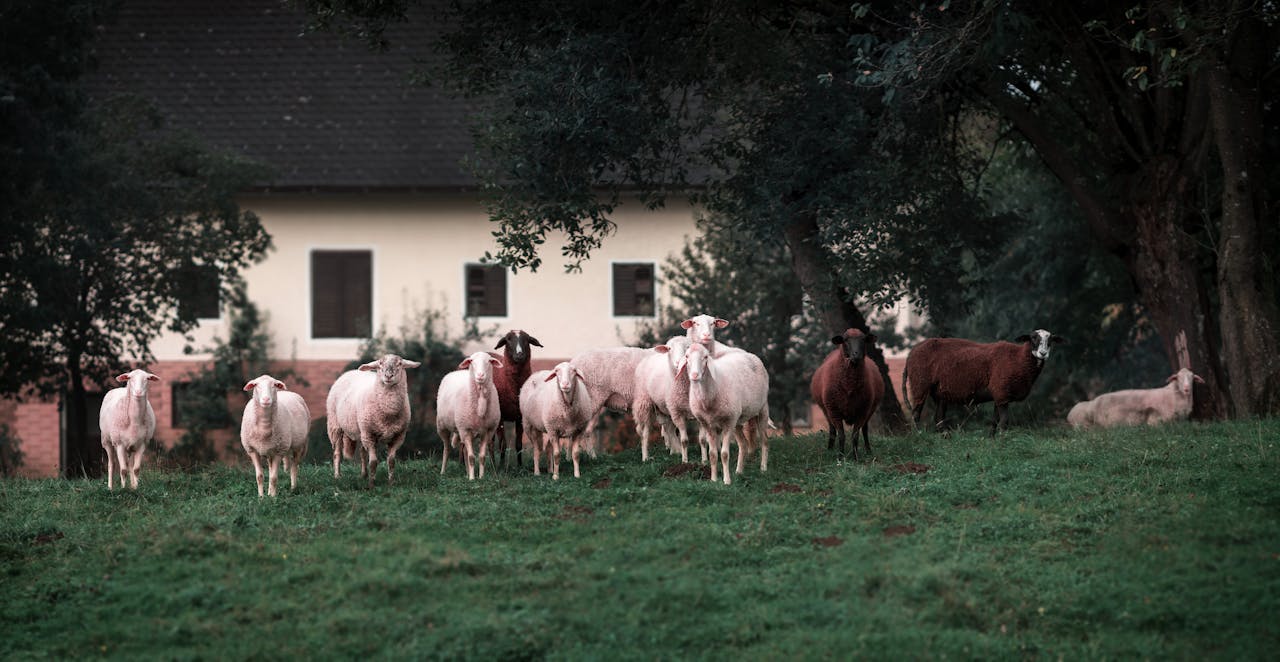 A peaceful herd of sheep grazing near a farmhouse in rural Austria.