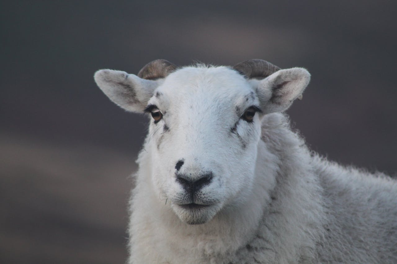 A close-up image of a white sheep looking directly at the camera in an outdoor setting.