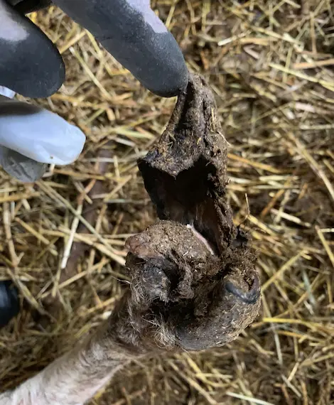 Deformeerunud sõrg lambal