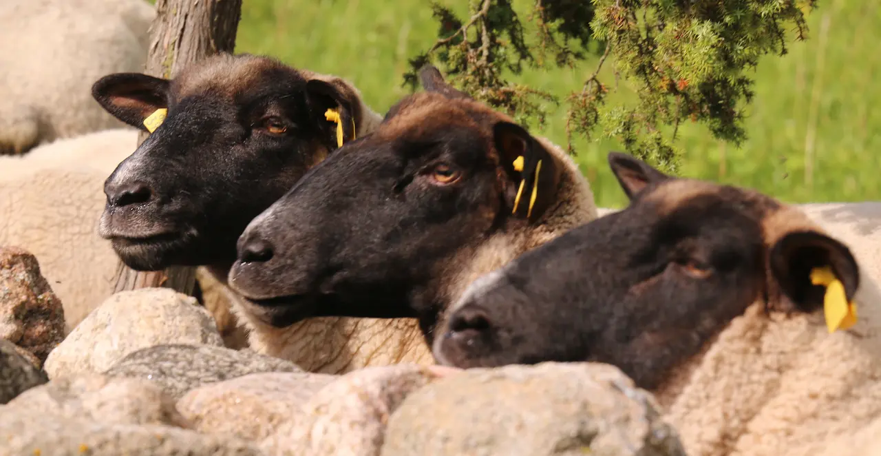 Eesti tumedapealine lammas