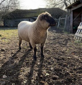 Jäär mahetalust Harjumaal