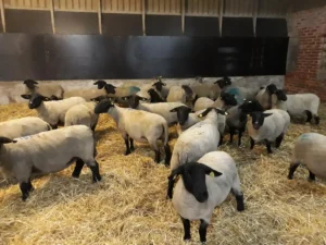 Anttilan tile suffolkid