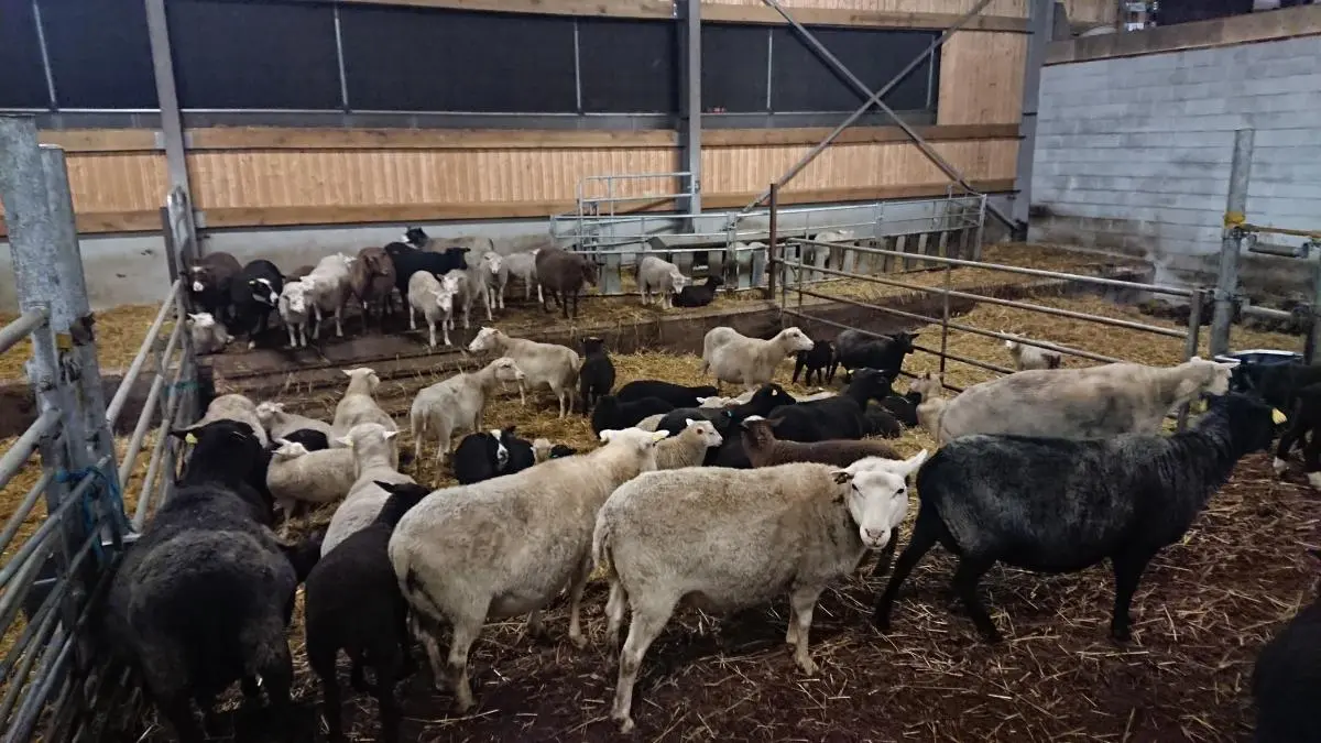 Värvuste mitmekesisus Tuiskulan tila laudas