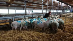 Pia Parikka soomelamba jäärad