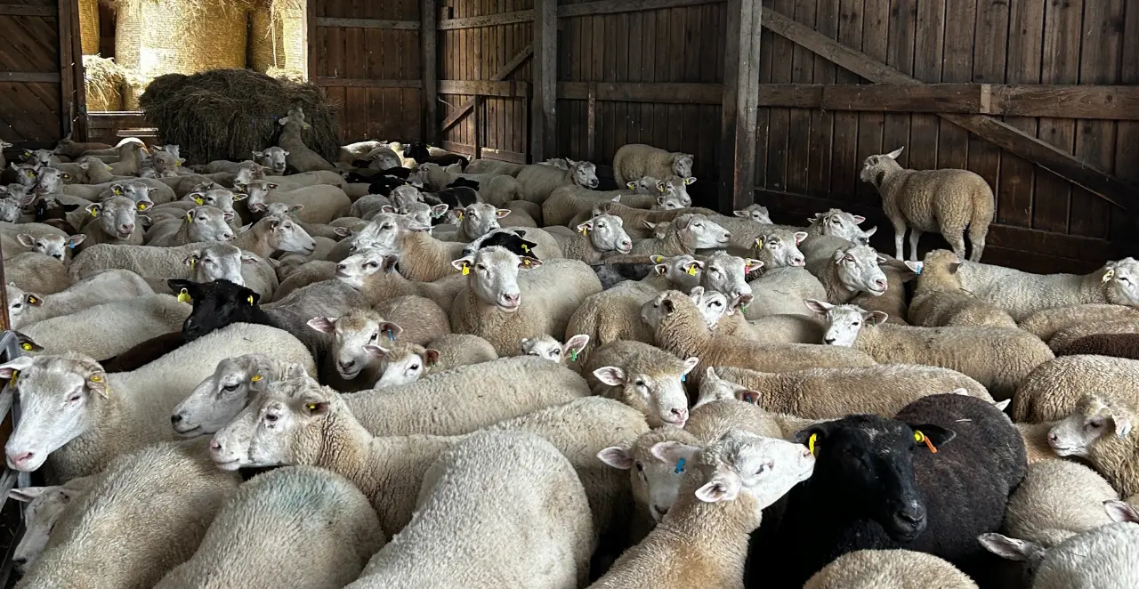 Eesti valgepealised lambad Maatar OÜ 100 päeva massi kaalumise päeval.