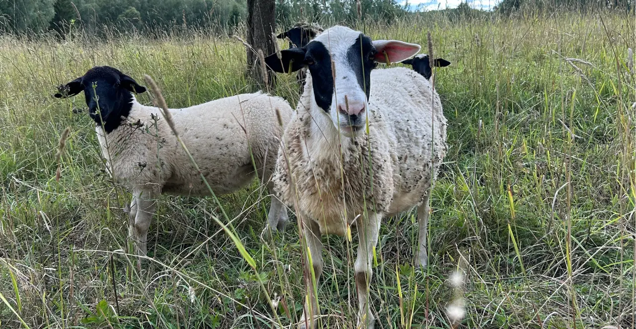 Dorperi tõugu lammas Karula farmis
