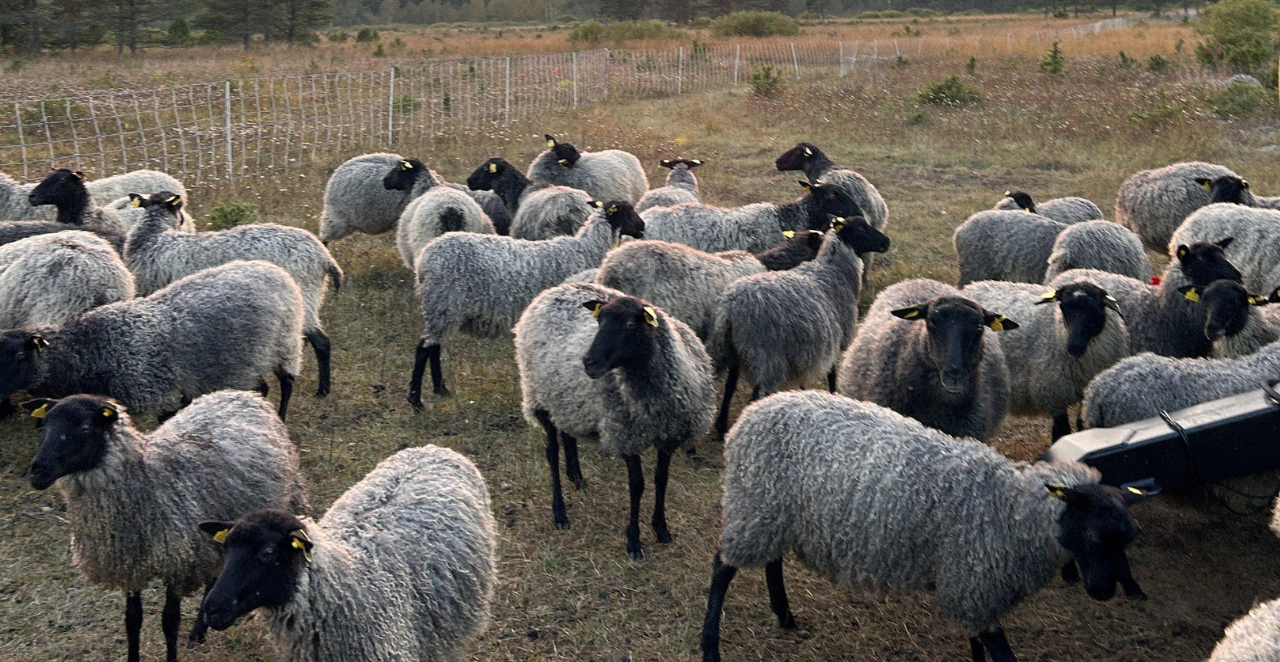 Gotlandi tõugu lambad OÜ Aaduni talus. Lambad karjamaal.