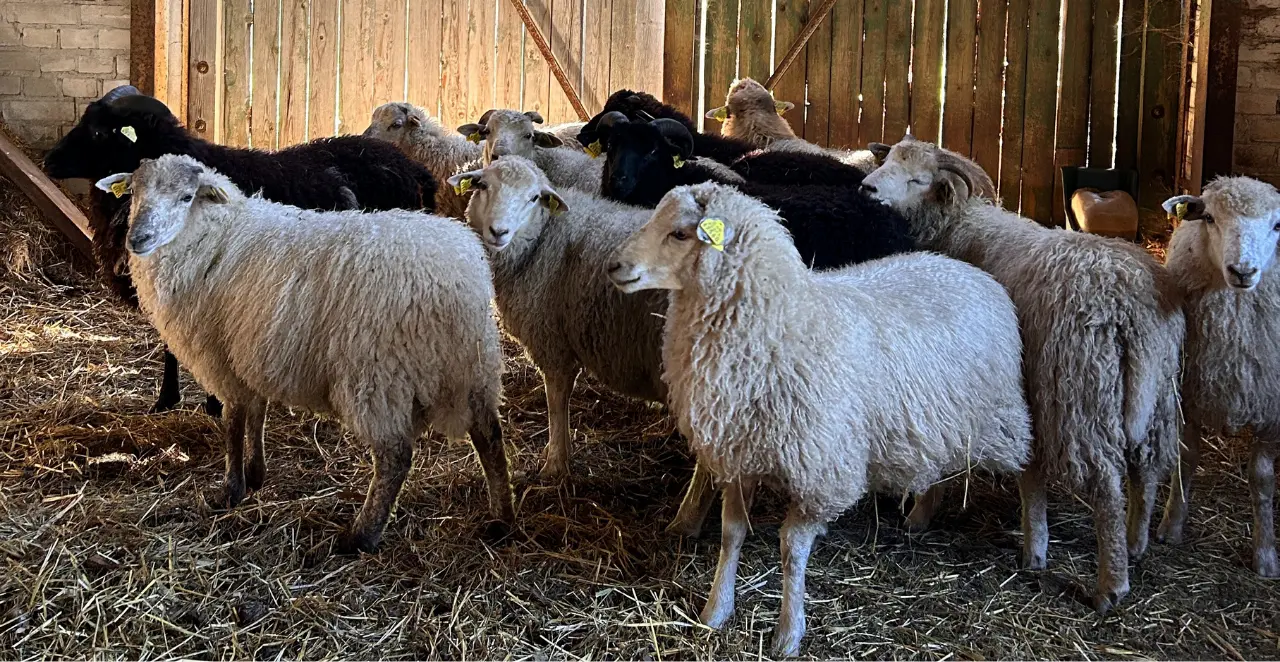 Eesti maatõugu lammas. Uted. Katrin Jürgens.