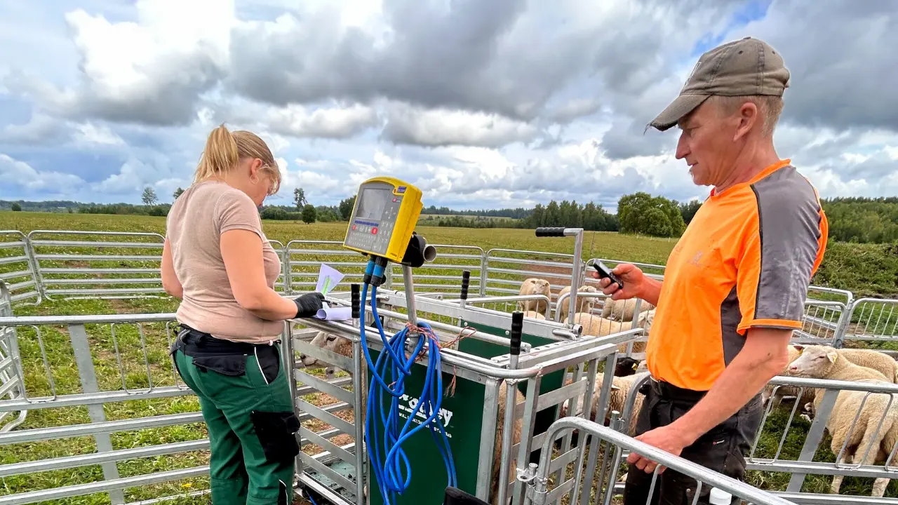 100 päeva massi kaalumine Prattley kaalupuuriga OÜ Maatar farmis. Eesti valgepealised lambad jõudluskontrollis.