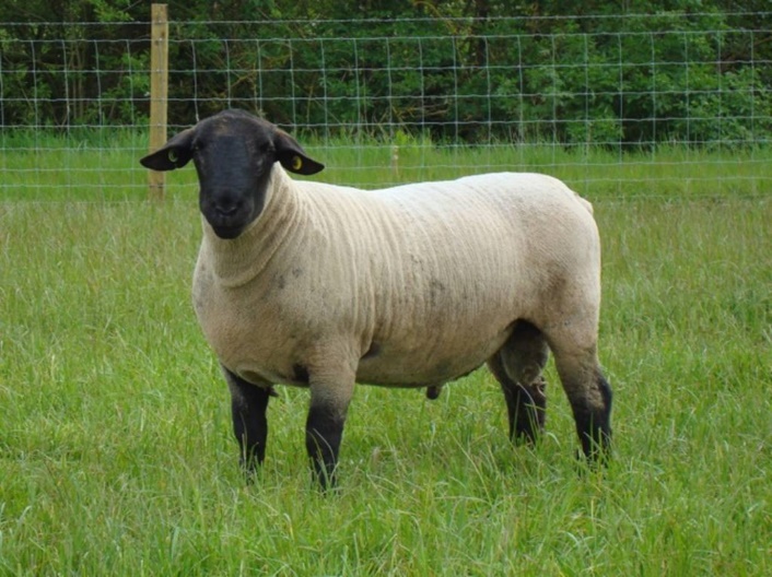 Suffolki tõugu lammas (jäär).