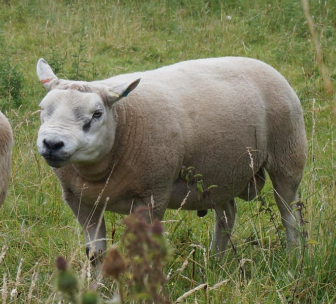 Tekseli tõugu jäär.