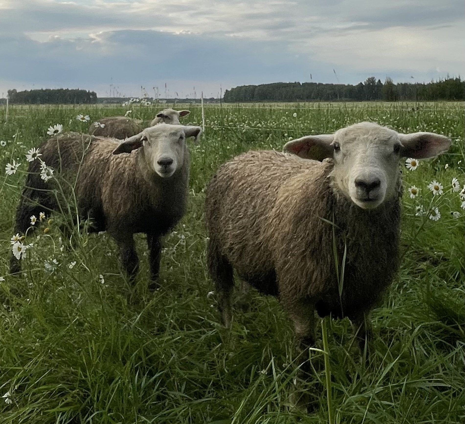 Lammaste toitumuse praktiline hindamine